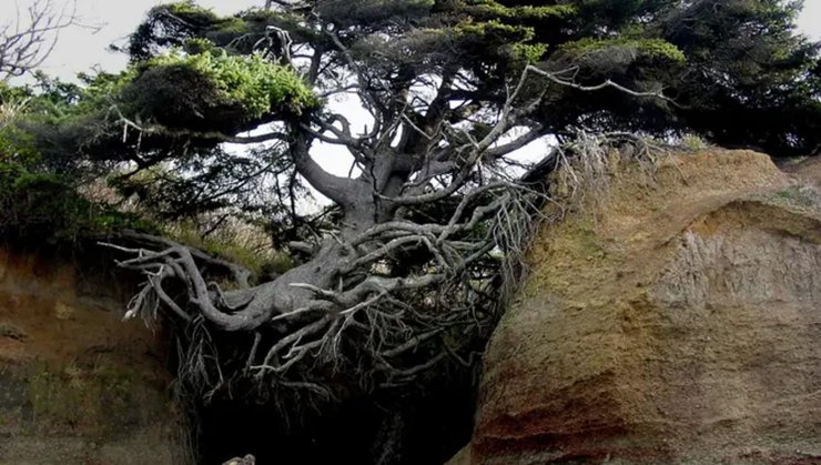 Древо жизни в США, туристы, Древо жизни, ель, ситхинская ель, дерево в скалах, достопримечательность, вред туристов