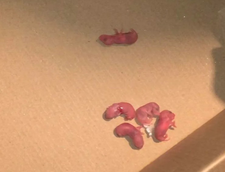 Мышь родила в спальне, коты, курьезы, странные истории, интересные новости, форумы, Reddit, приколы, животные