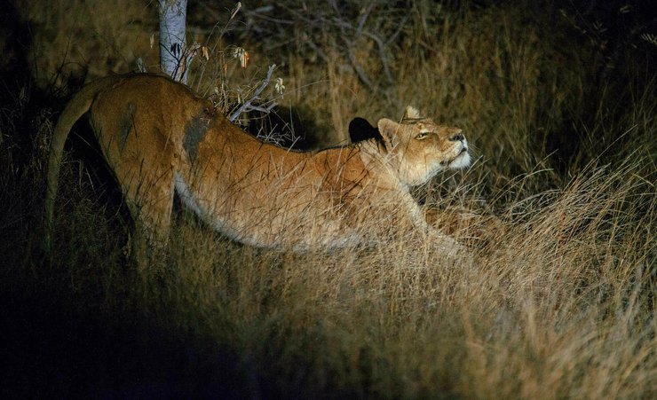 львица, лев, африканский лев, заповедник балуле, лев в саванне