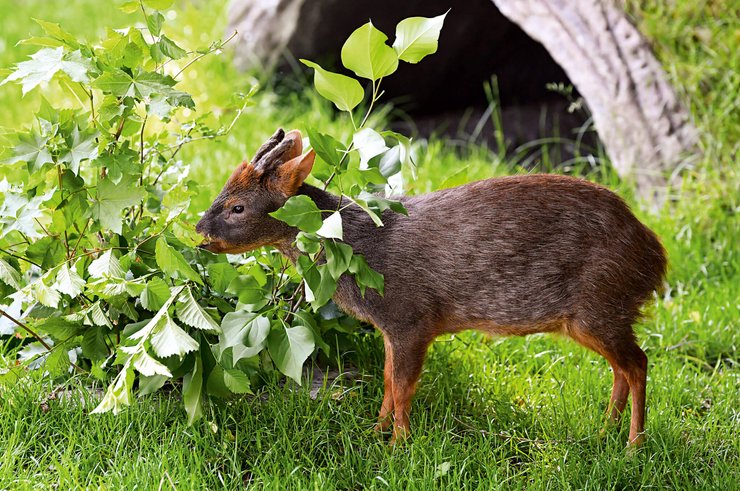 олень, олень пуду, самый маленький олень, миниатюрный олень, самое маленькое животное, самое маленькое млекопитающее