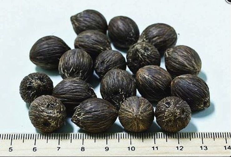 плоди пальми лікурі