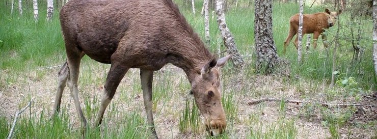 чернобыль, зона отчуждения, топ-10 фактов о Чернобыле