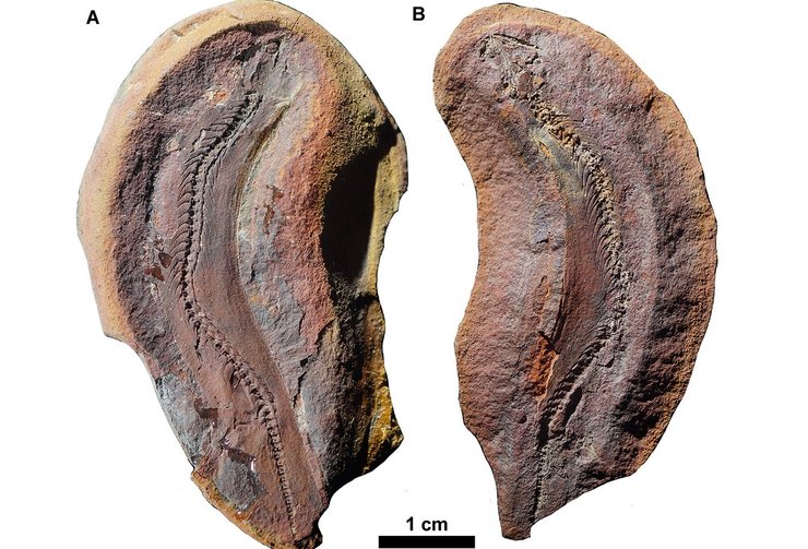 Окаменелость Йормунгандр болти