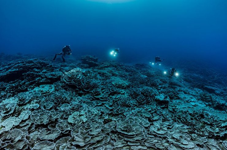 нетронутый глубоководный коралловый риф