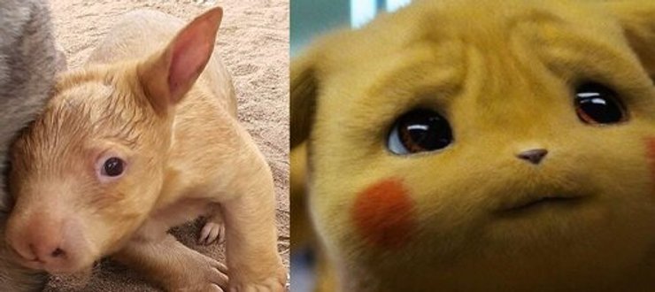 Пікачу, вомбат, заповідник