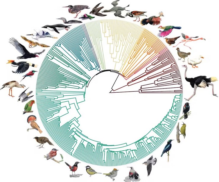 птицы генеалогическое древо
