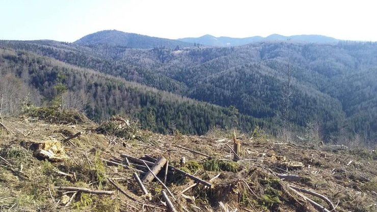 вырубка лесов карпат