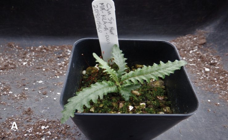 Cyanea heluensis, растение, цветок, гавайи