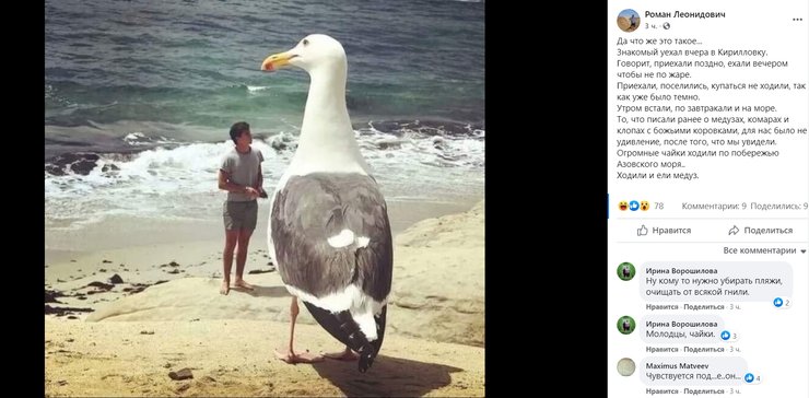 Кирилівка, гігантська чайка, медузи