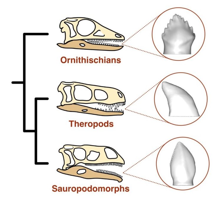 зубы динозавров