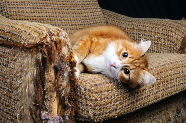 кот, кресло, фото