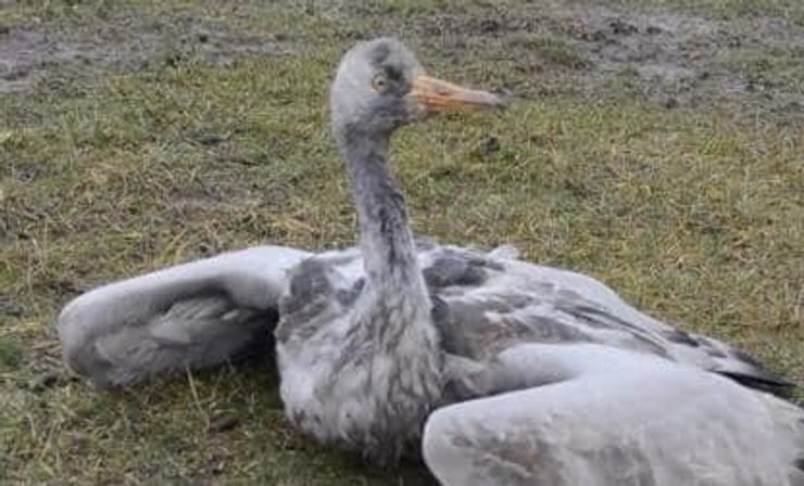 массовая гибель, журавли, краснокнижные, вымирание, мор, редкие птицы