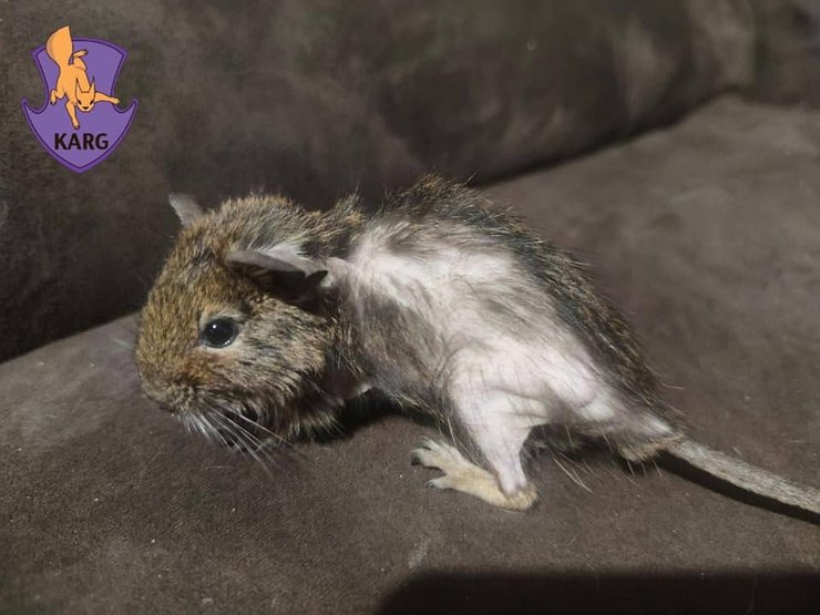 дегу, белка, чилийская белка