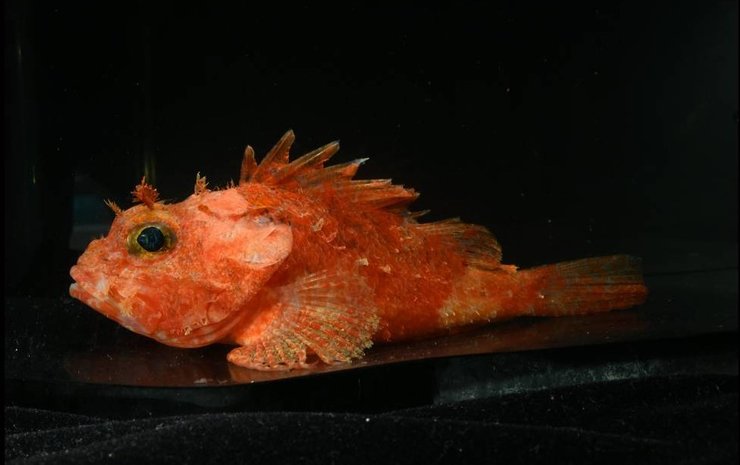 риба вогняний неомеринт