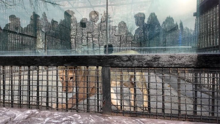 какаду, пхеньян, росія, московський зоопарк