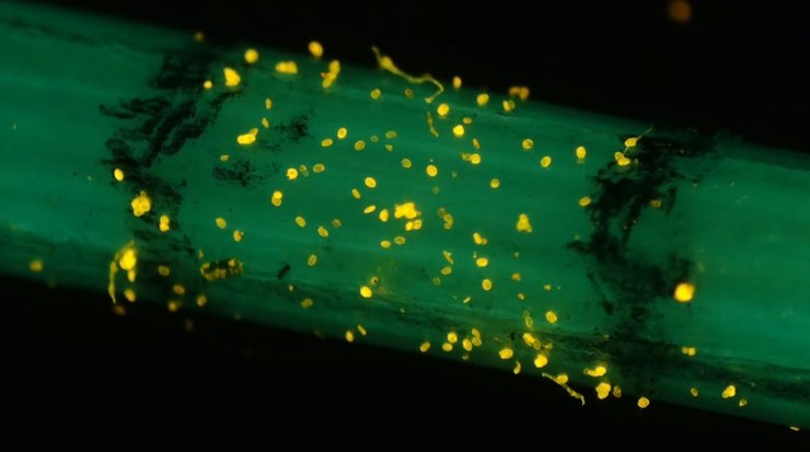 растение пыльца, пыльца растений, пыльца растений эксперимент