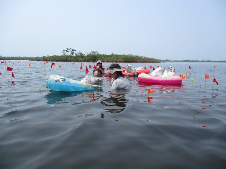 флаги, вода, ученые, фот