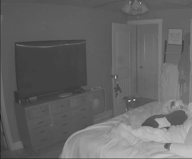 Сон, женщина с подушкой, незнакомец проник в спальню женщины, спальня женщины, незваный гость, незнакомец попал в дом, животное в спальне