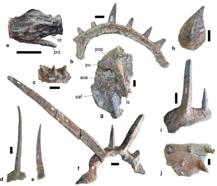 кости шипастого анкилозавтра
