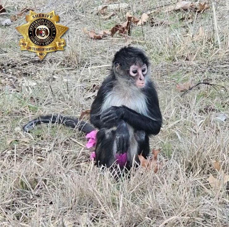 На шосе в США знайшли мавпу в рожевій спідниці, як вона там опинилася, всі подробиці