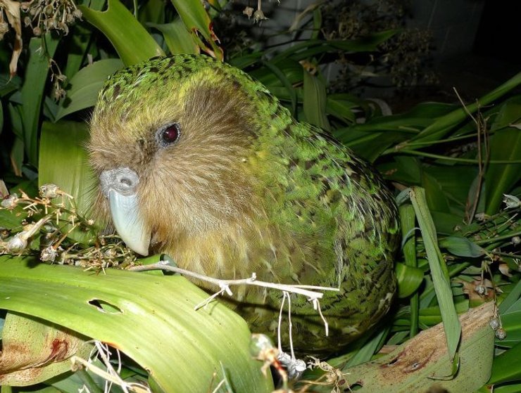 маорі, плащ, артефакт, пір'я, вид, папуга, какапо, птах, Нова Зеландія, реставрація, ремесло, одяг, пір'їна, спадщина, ремісники