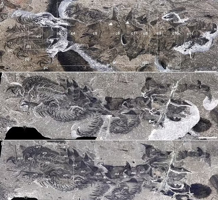 лобоподіан скам'янілість