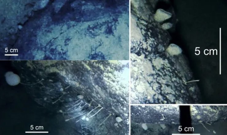 микроорганизмы, ледник, Антарктида