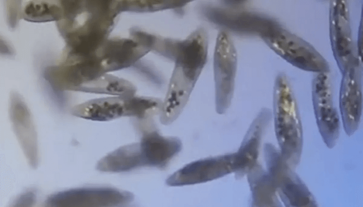 Микробы в воде, вода из-под крана, микробы, вода под микроскопом, микробы похожие на инопланетян, исследование,