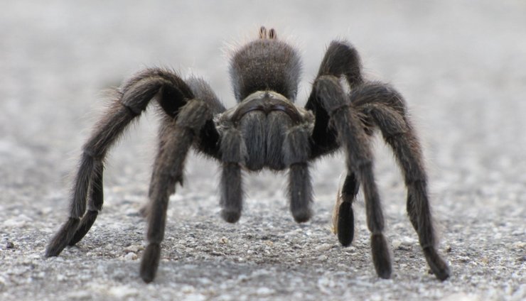 Тарантул