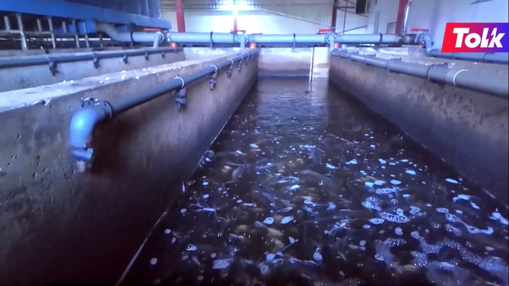 Зелена енергія від «Толк Україна» — для енергозберігального обладнання Laursen Aquaculture