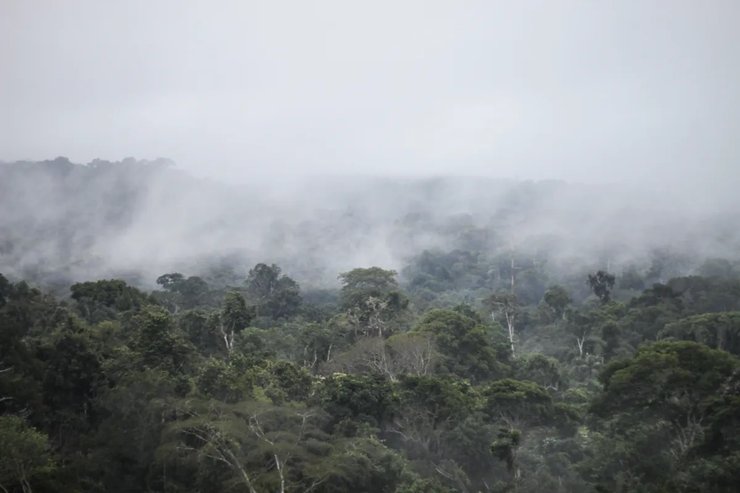 летающие реки амазонки