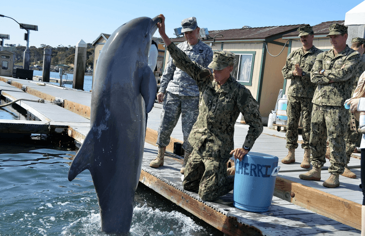 обучение дельфинов
