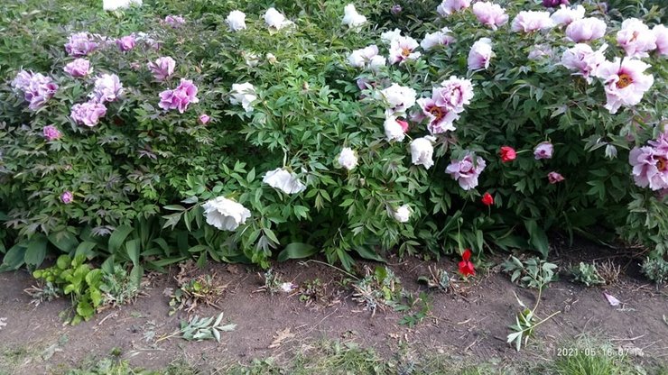 одесса, ботанический сад, вандализм, растения