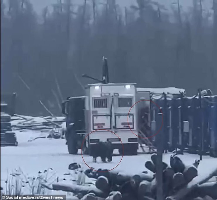 Ведмідь на території заводу