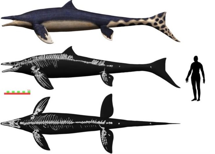 голубой дракон Вакаяма