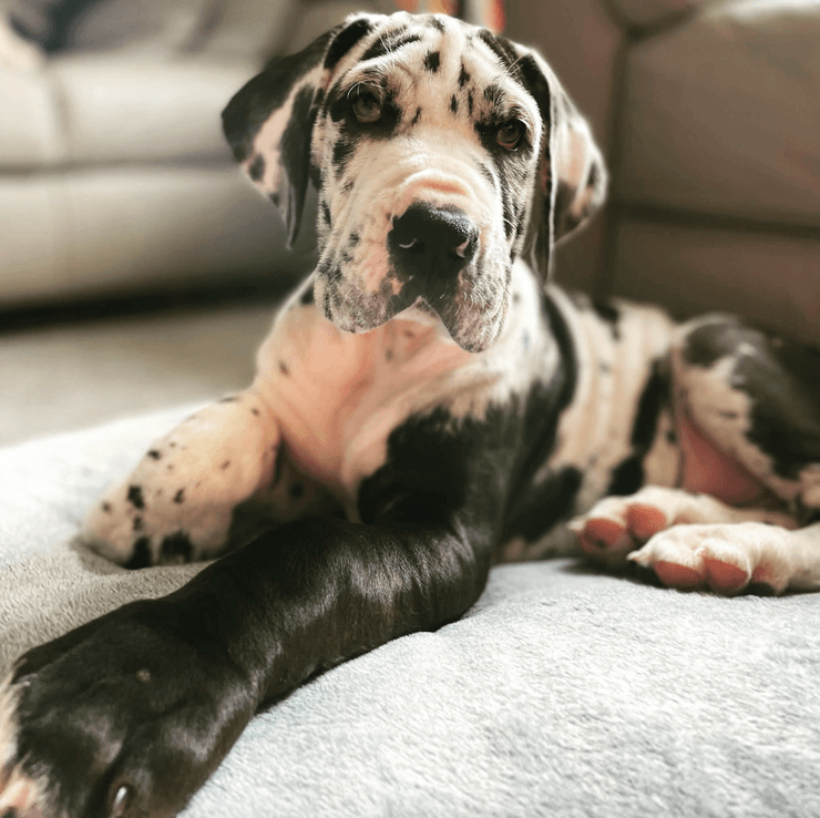 Прохожие сравнивают огромную собаку с лошадью и просят прокатиться