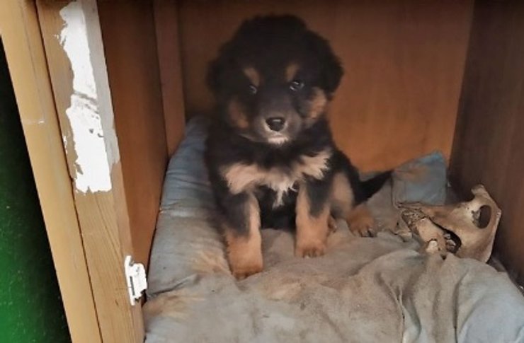 чемодан, Подгорцы, щенки