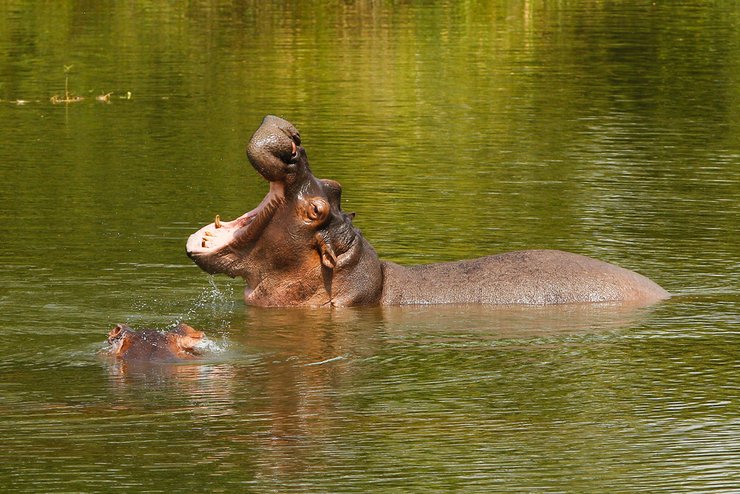 бегемот, гиппопотам,