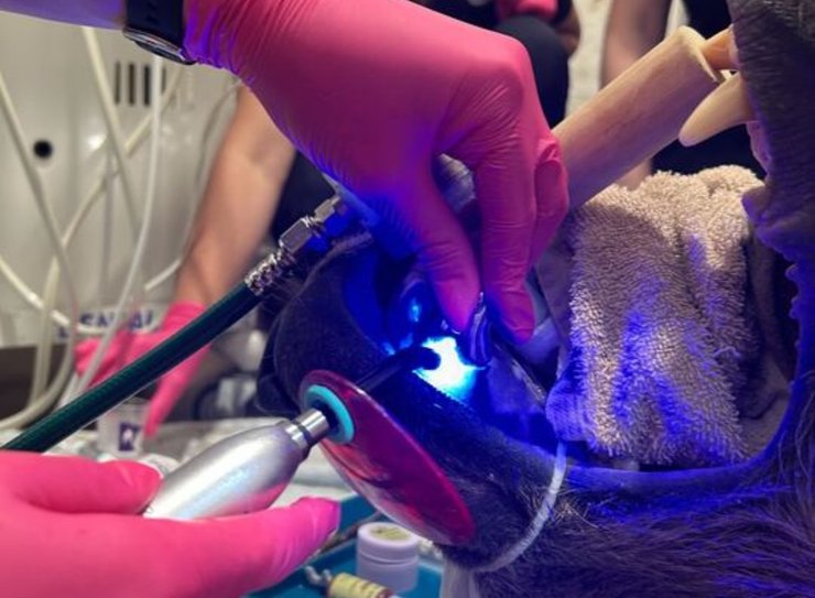 бурый медведь зубная коронка