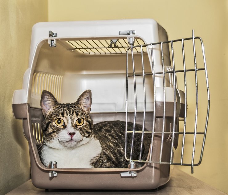 бомбоубежище, укрытие, российская агрессия, действия во время тревоги, животные,