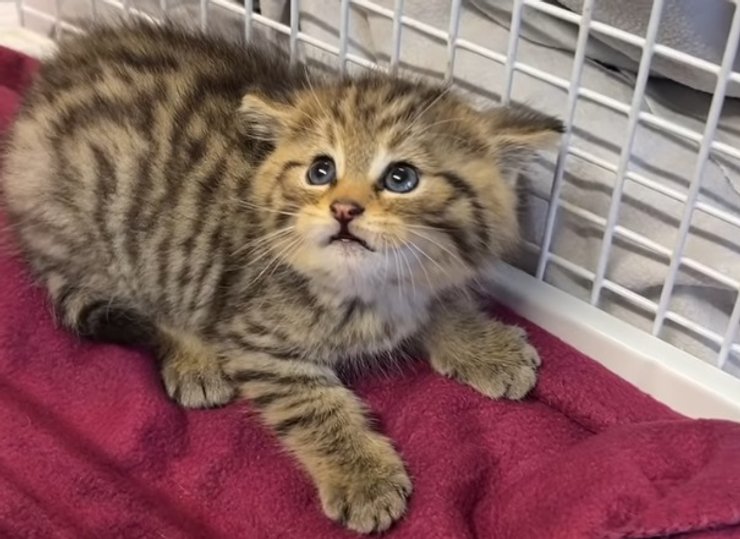 дике європейське лісове кошеня, дикий кіт, дикий кіт, кошеня