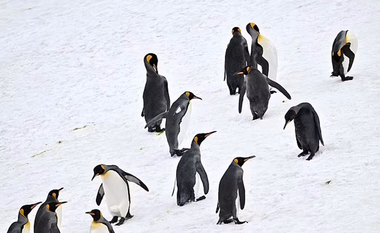 пингвины, колония пингвинов, черный пингвин