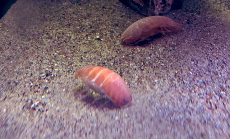 изопод, Rocinela, фото