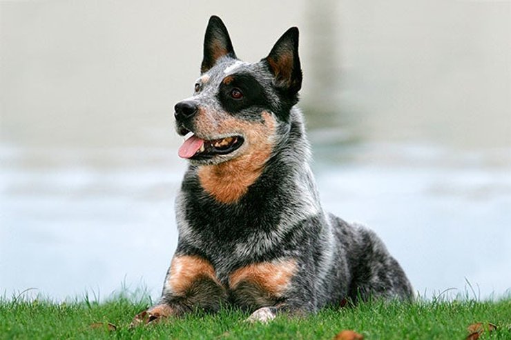 Австралийская овчарка