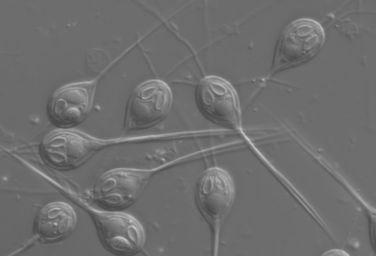 паразит рыба книдарий