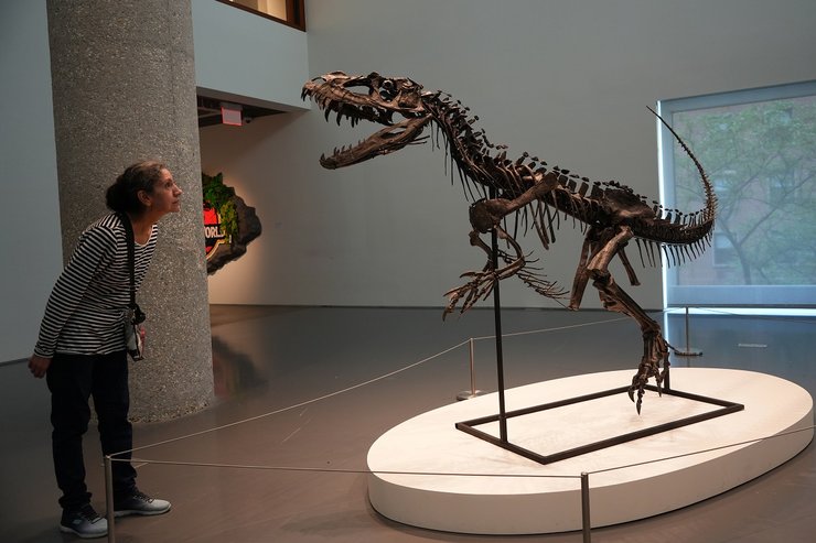 цератозавр скелет