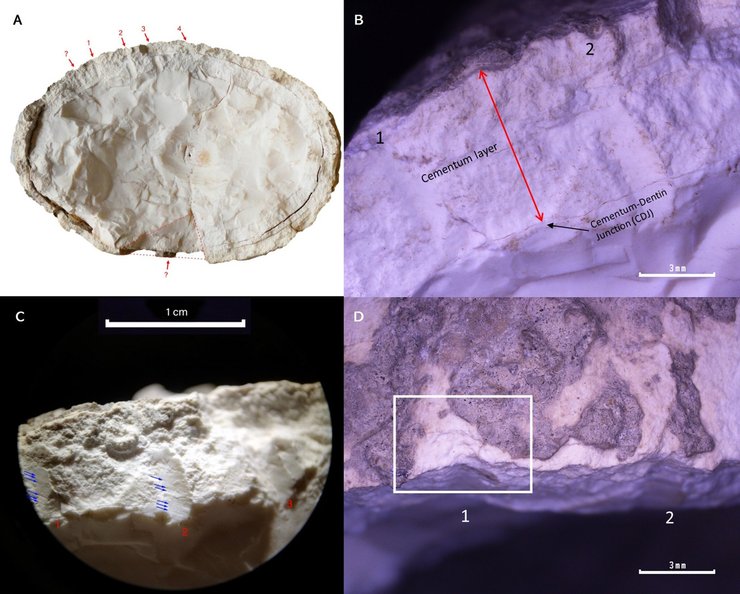зуб кашалота