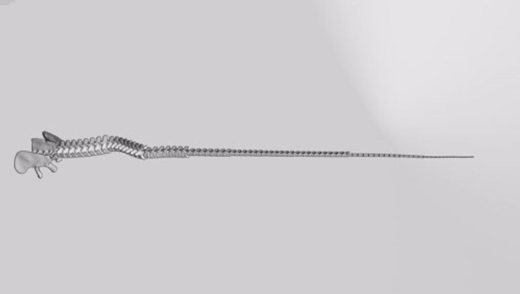 хвост динозавра