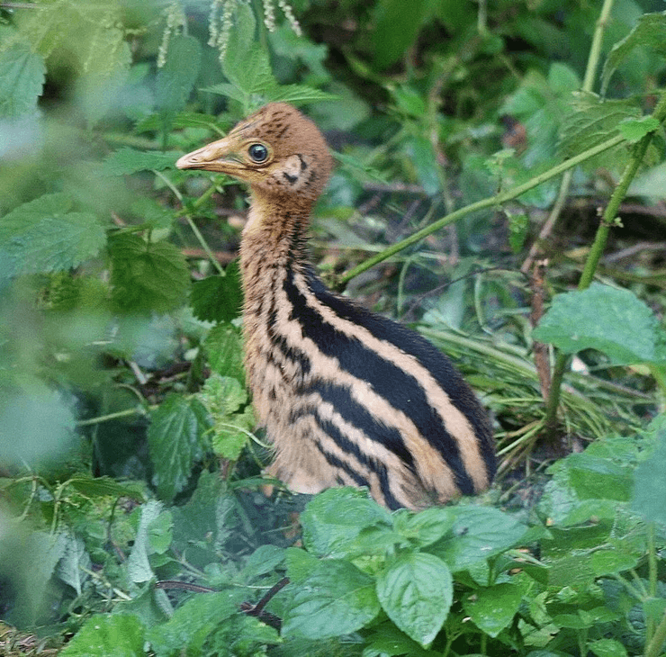 Казуар, птица, опасная птица, самая опасная птица, когти, птица с острыми когтями, предок динозавров, родилась птица, заповедник