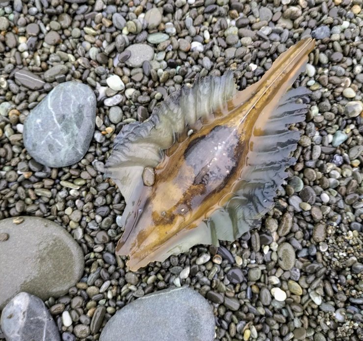 яйцо австралийской акулы